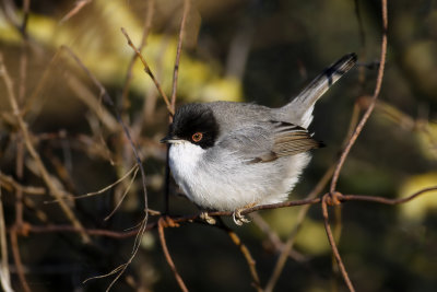 Occhiocotto ♂ (Sylvia melanocephala) - Sardinian Warbler