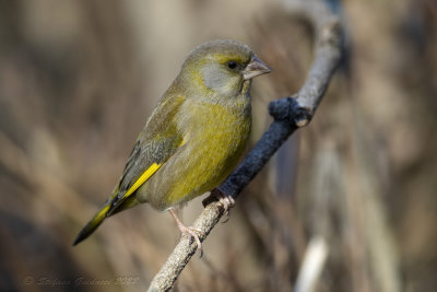 Verdone (Carduelis chloris) - European Greenfinch