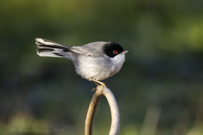 Occhiocotto ♂ (Sylvia melanocephala) - Sardinian Warbler