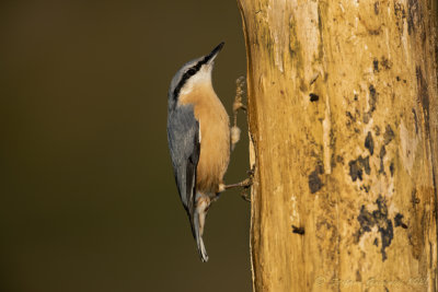 Picchio muratore (Sitta europaea) - Eurasian Nuthatch