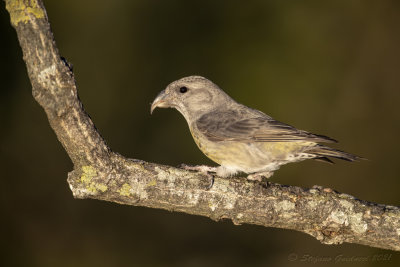 Crociere (Loxia curvirostra) - Red Crossbill