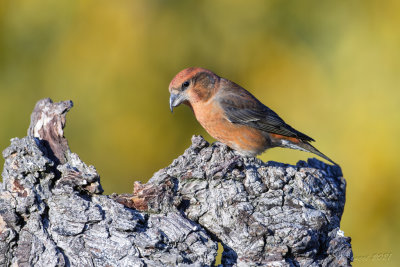 Crociere (Loxia curvirostra) - Red Crossbill