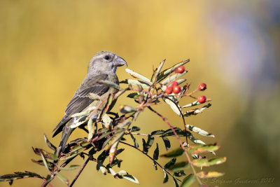 Crociere (Loxia curvirostra) - Red Crossbill