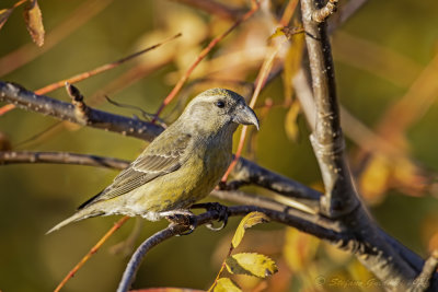 Crociere (Loxia curvirostra) - Red Crossbill