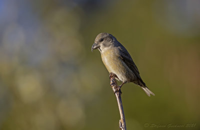 Crociere (Loxia curvirostra) - Red Crossbill