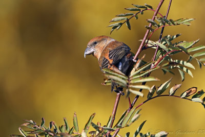 Crociere (Loxia curvirostra) - Red Crossbill