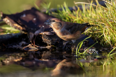 Crociere (Loxia curvirostra) - Red Crossbill