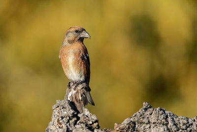 Crociere (Loxia curvirostra) - Red Crossbill