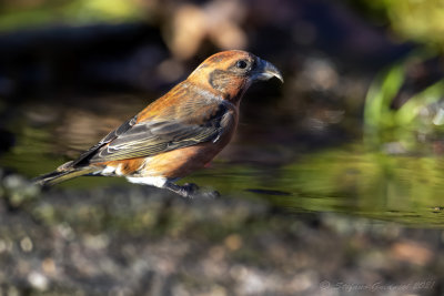 Crociere (Loxia curvirostra) - Red Crossbill