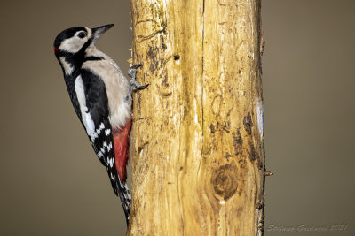 Picchio rosso maggiore (Dendrocopos major) - Great Spotted Woodpecker