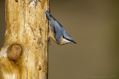 Picchio muratore (Sitta europaea) - Eurasian Nuthatch