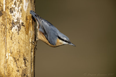 Picchio muratore (Sitta europaea) - Eurasian Nuthatch