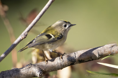 Regolo (Regulus regulus) - Goldcrest