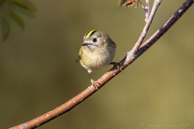 Regolo (Regulus regulus) - Goldcrest