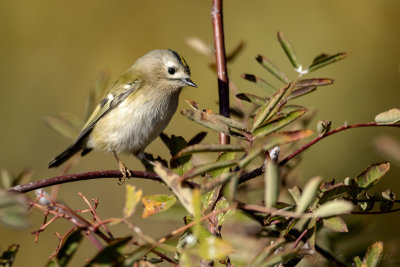 Regolo (Regulus regulus) - Goldcrest