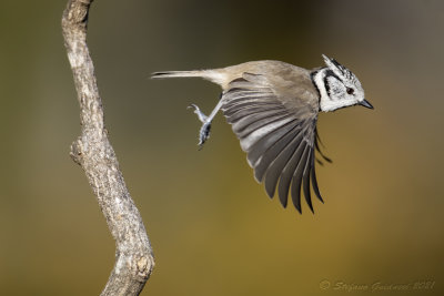 Cincia dal ciuffo (Lophophanes cristatus) - Crested Tit