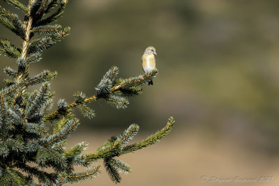 Crociere (Loxia curvirostra) - Red Crossbill