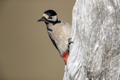 Picchio rosso maggiore (Dendrocopos major) - Great Spotted Woodpecker