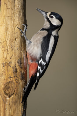 Picchio rosso maggiore (Dendrocopos major) - Great Spotted Woodpecker