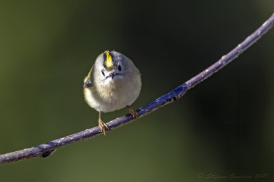 Regolo (Regulus regulus) - Goldcrest