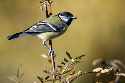 Cinciallegra (Parus major) - Great Tit