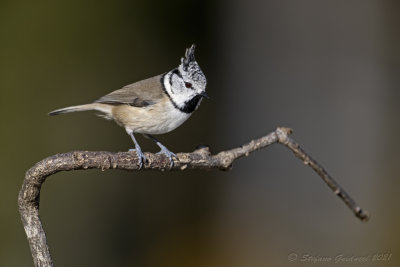 Cincia dal ciuffo (Lophophanes cristatus) - Crested Tit