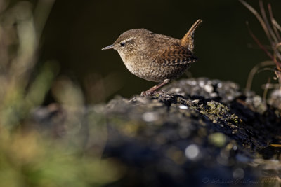 Scricciolo (Troglodytes troglodytes) - Winter Wren