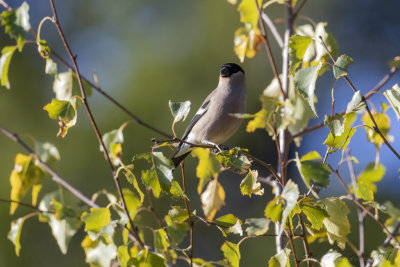 Ciuffolotto (Pyrrhula pyrrhula) - Eurasian Bullfinch