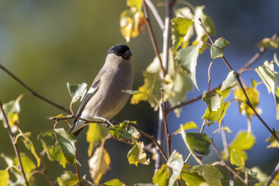 Ciuffolotto (Pyrrhula pyrrhula) - Eurasian Bullfinch