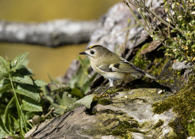 Regolo (Regulus regulus) - Goldcrest