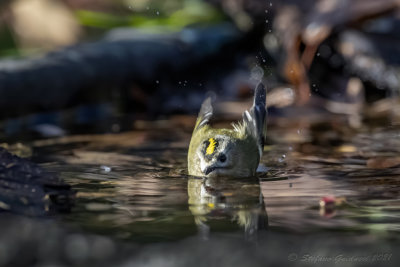 Regolo (Regulus regulus) - Goldcrest