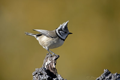 Cincia dal ciuffo (Lophophanes cristatus) - Crested Tit