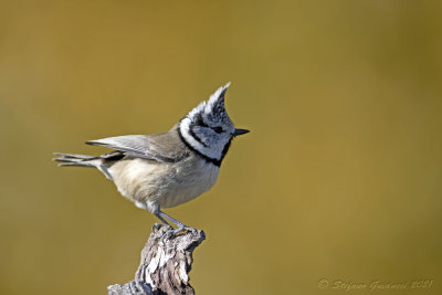 Cincia dal ciuffo (Lophophanes cristatus) - Crested Tit