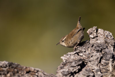 Scricciolo (Troglodytes troglodytes) - Winter Wren