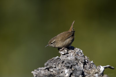 Scricciolo (Troglodytes troglodytes) - Winter Wren