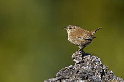 Scricciolo (Troglodytes troglodytes) - Winter Wren