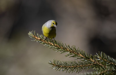 Venturone (Serinus citrinella) - Citril Finch