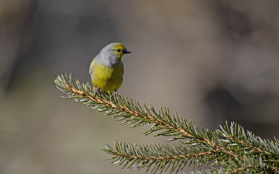 Venturone (Serinus citrinella) - Citril Finch