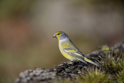 Venturone (Serinus citrinella) - Citril Finch