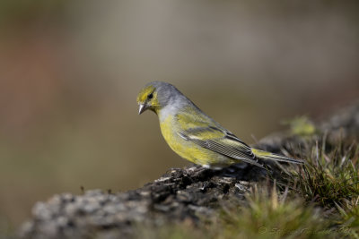 Venturone (Serinus citrinella) - Citril Finch