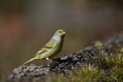 Venturone (Serinus citrinella) - Citril Finch