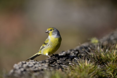 Venturone (Serinus citrinella) - Citril Finch