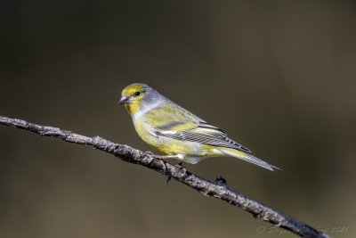 Venturone (Serinus citrinella) - Citril Finch