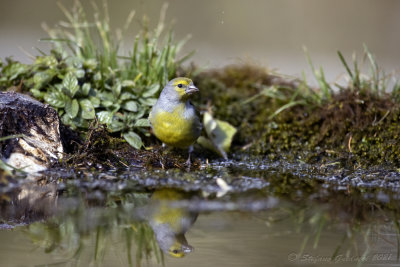 Venturone (Serinus citrinella) - Citril Finch