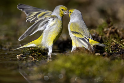 Venturone (Serinus citrinella) - Citril Finch