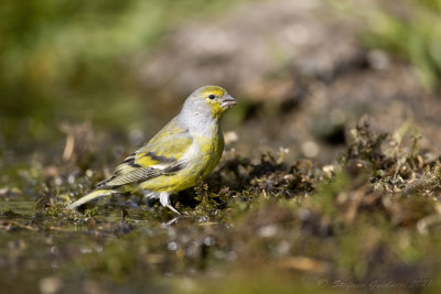 Venturone (Serinus citrinella) - Citril Finch