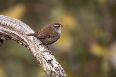 Scricciolo (Troglodytes troglodytes) - Winter Wren