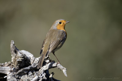 Pettirosso (Erithacus rubecula) - European Robin