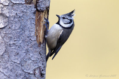 Cincia dal ciuffo (Lophophanes cristatus) - Crested Tit