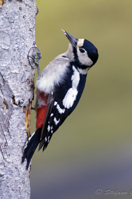 Picchio rosso maggiore (Dendrocopos major) - Great Spotted Woodpecker